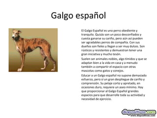 Galgo español
El Galgo Español es uno perro obediente y
tranquilo. Quizás son un poco desconfiados y
cuesta ganarse su cariño, pero aún así pueden
ser agradables perros de compañía. Con sus
dueños son fieles y llegan a ser muy dulces. Son
rústicos y resistentes y demuestran tener una
gran iniciativa y mucho tesón.
Suelen ser animales nobles, algo tímidos y que se
adaptan bien a la vida en casa y a menudo
también a compartir el espacio con otras
mascotas como gatos y conejos.
Educar a un Galgo español no supone demasiado
esfuerzo, pero sí un gran despliegue de cariño y
comprensión. Su pelaje corto y apretado, en
ocasiones duro, requiere un aseo mínimo. Hay
que proporcionar al Galgo Español grandes
espacios para que desarrolle toda su actividad y
necesidad de ejercicio.
 