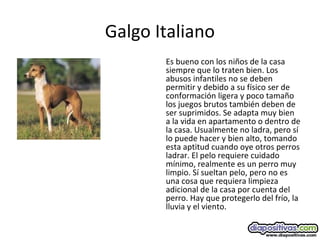 Galgo Italiano
Es bueno con los niños de la casa
siempre que lo traten bien. Los
abusos infantiles no se deben
permitir y debido a su físico ser de
conformación ligera y poco tamaño
los juegos brutos también deben de
ser suprimidos. Se adapta muy bien
a la vida en apartamento o dentro de
la casa. Usualmente no ladra, pero sí
lo puede hacer y bien alto, tomando
esta aptitud cuando oye otros perros
ladrar. El pelo requiere cuidado
mínimo, realmente es un perro muy
limpio. Sí sueltan pelo, pero no es
una cosa que requiera limpieza
adicional de la casa por cuenta del
perro. Hay que protegerlo del frío, la
lluvia y el viento.
 