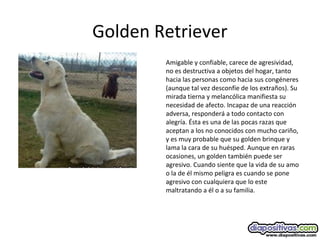 Golden Retriever
Amigable y confiable, carece de agresividad,
no es destructiva a objetos del hogar, tanto
hacia las personas como hacia sus congéneres
(aunque tal vez desconfíe de los extraños). Su
mirada tierna y melancólica manifiesta su
necesidad de afecto. Incapaz de una reacción
adversa, responderá a todo contacto con
alegría. Ésta es una de las pocas razas que
aceptan a los no conocidos con mucho cariño,
y es muy probable que su golden brinque y
lama la cara de su huésped. Aunque en raras
ocasiones, un golden también puede ser
agresivo. Cuando siente que la vida de su amo
o la de él mismo peligra es cuando se pone
agresivo con cualquiera que lo este
maltratando a él o a su familia.
 