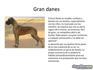 Gran danes
El Gran Danés es amable, cariñoso y
devoto con sus dueños, especialmente
con los niños. Es reservado con los
extraños. Se requiere que sea un perro
seguro de sí mismo, no temeroso, fácil
de guiar, un compañero dócil y de
familia. Debe poseer una gran resistencia
a cualquier provocación y no debe ser
agresivo”.
La devoción por sus dueños forma parte
de lo más sustancial de su ser, es
evidentemente un perro de familia. La
propia conciencia de su poderío le
habilita extraordinariamente para esa
resistencia a la provocación que tan bien
conocemos.
 