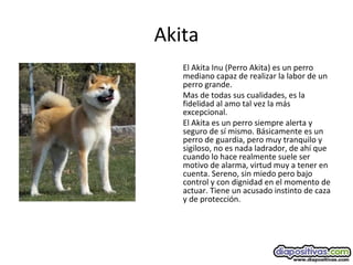 Akita
El Akita Inu (Perro Akita) es un perro
mediano capaz de realizar la labor de un
perro grande.
Mas de todas sus cualidades, es la
fidelidad al amo tal vez la más
excepcional.
El Akita es un perro siempre alerta y
seguro de sí mismo. Básicamente es un
perro de guardia, pero muy tranquilo y
sigiloso, no es nada ladrador, de ahí que
cuando lo hace realmente suele ser
motivo de alarma, virtud muy a tener en
cuenta. Sereno, sin miedo pero bajo
control y con dignidad en el momento de
actuar. Tiene un acusado instinto de caza
y de protección.
 