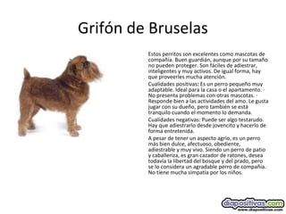 Grifón de Bruselas
Estos perritos son excelentes como mascotas de
compañía. Buen guardián, aunque por su tamaño
no pueden proteger. Son fáciles de adiestrar,
inteligentes y muy activos. De igual forma, hay
que proveerles mucha atención.
Cualidades positivas: Es un perro pequeño muy
adaptable. Ideal para la casa o el apartamento. ·
No presenta problemas con otras mascotas. ·
Responde bien a las actividades del amo. Le gusta
jugar con su dueño, pero también se está
tranquilo cuando el momento lo demanda.
Cualidades negativas: Puede ser algo testarudo.
Hay que adiestrarlo desde jovencito y hacerlo de
forma entretenida.
A pesar de tener un aspecto agrio, es un perro
más bien dulce, afectuoso, obediente,
adiestrable y muy vivo. Siendo un perro de patio
y caballeriza, es gran cazador de ratones, desea
todavía la libertad del bosque y del prado, pero
se lo considera un agradable perro de compañía.
No tiene mucha simpatía por los niños.
 