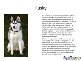 Husky
Son animales muy resistentes y también sociables;
tienen patas cortas en proporción a su cuerpo. El
Siberian husky es un perro muy atento y servicial
pues siempre está dispuesto a complacer a su amo, y
a pesar de que están acostumbrados a vivir en
manada, éstos desarrollan una con el dueño o la
familia con la que viven. Así que el dueño de un
husky debe tener el carácter suficiente para poder
dominar al perro, y a la vez darle el cariño suficiente
para ganar su respeto. Aunque por otra parte
también es un poco testarudo, algo orgulloso y
bastante independiente.
El Husky es un perro robusto. Es un perro que rara
vez ladra o muerde, sino que protege con una gran
intimidación. No es recomendable que vivan en
soledad puesto que precisan de mucho afecto; es la
raza con más registros de pérdidas. Al ser perros con
mucha resistencia, pueden recorrer grandes
kilómetros, lo que hace difícil encontrarlos en caso
de extravío, por lo que no es recomendable dejar
correr al husky sin supervisión.
 