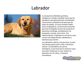 Labrador
Su excepcional afabilidad, gentileza,
inteligencia, energía y bondad, hacen que los
labradores sean generalmente considerados
como buenos compañeros de personas de
todas las edades, así como también fiables
perros trabajadores, comúnmente formando
parte de las brigadas caninas de la policía en
operativos antidroga, antiexplosivos, de
búsqueda y rescate, entre otros. Con
adiestramiento, el labrador es una de las razas
caninas más dependientes, obedientes y
talentosas que existen.
Los Labradores adoran a las personas. Cuanto
más tiempo pasen junto a ellas, más felices
estarán. Los labradores son perros
cobradores, lo que hará que te alcancen cosas
que estén tiradas por tu casa. Suelen ser
pacientes con los niños, y mascotas
maravillosas.
 