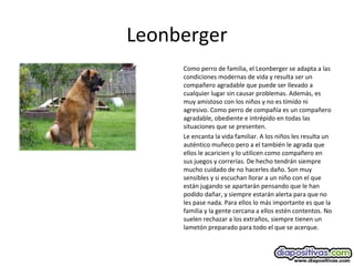 Leonberger
Como perro de familia, el Leonberger se adapta a las
condiciones modernas de vida y resulta ser un
compañero agradable que puede ser llevado a
cualquier lugar sin causar problemas. Además, es
muy amistoso con los niños y no es tímido ni
agresivo. Como perro de compañía es un compañero
agradable, obediente e intrépido en todas las
situaciones que se presenten.
Le encanta la vida familiar. A los niños les resulta un
auténtico muñeco pero a el también le agrada que
ellos le acaricien y lo utilicen como compañero en
sus juegos y correrías. De hecho tendrán siempre
mucho cuidado de no hacerles daño. Son muy
sensibles y si escuchan llorar a un niño con el que
están jugando se apartarán pensando que le han
podido dañar, y siempre estarán alerta para que no
les pase nada. Para ellos lo más importante es que la
familia y la gente cercana a ellos estén contentos. No
suelen rechazar a los extraños, siempre tienen un
lametón preparado para todo el que se acerque.
 