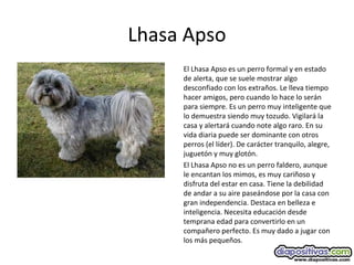 Lhasa Apso
El Lhasa Apso es un perro formal y en estado
de alerta, que se suele mostrar algo
desconfiado con los extraños. Le lleva tiempo
hacer amigos, pero cuando lo hace lo serán
para siempre. Es un perro muy inteligente que
lo demuestra siendo muy tozudo. Vigilará la
casa y alertará cuando note algo raro. En su
vida diaria puede ser dominante con otros
perros (el líder). De carácter tranquilo, alegre,
juguetón y muy glotón.
El Lhasa Apso no es un perro faldero, aunque
le encantan los mimos, es muy cariñoso y
disfruta del estar en casa. Tiene la debilidad
de andar a su aire paseándose por la casa con
gran independencia. Destaca en belleza e
inteligencia. Necesita educación desde
temprana edad para convertirlo en un
compañero perfecto. Es muy dado a jugar con
los más pequeños.
 