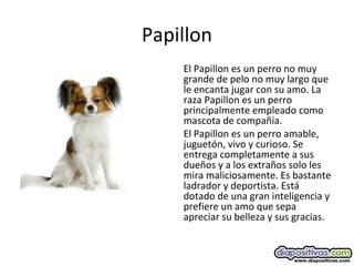 Papillon
El Papillon es un perro no muy
grande de pelo no muy largo que
le encanta jugar con su amo. La
raza Papillon es un perro
principalmente empleado como
mascota de compañía.
El Papillon es un perro amable,
juguetón, vivo y curioso. Se
entrega completamente a sus
dueños y a los extraños solo les
mira maliciosamente. Es bastante
ladrador y deportista. Está
dotado de una gran inteligencia y
prefiere un amo que sepa
apreciar su belleza y sus gracias.
 