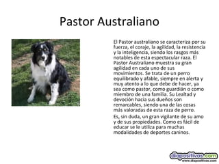 Pastor Australiano
El Pastor australiano se caracteriza por su
fuerza, el coraje, la agilidad, la resistencia
y la inteligencia, siendo los rasgos más
notables de esta espectacular raza. El
Pastor Australiano muestra su gran
agilidad en cada uno de sus
movimientos. Se trata de un perro
equilibrado y afable, siempre en alerta y
muy atento a lo que debe de hacer, ya
sea como pastor, como guardián o como
miembro de una familia. Su Lealtad y
devoción hacia sus dueños son
remarcables, siendo una de las cosas
más valoradas de esta raza de perro.
Es, sin duda, un gran vigilante de su amo
y de sus propiedades. Como es fácil de
educar se le utiliza para muchas
modalidades de deportes caninos.
 