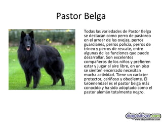 Pastor Belga
Todas las variedades de Pastor Belga
se destacan como perro de pastoreo
en el arrear de las ovejas, perros
guardianes, perros policía, perros de
trineo y perros de rescate, entre
algunas de las funciones que puede
desarrollar. Son excelentes
compañeros de los niños y prefieren
estar y jugar al aire libre, en un piso
se sienten encerrado necesitan
mucha actividad. Tiene un carácter
protector, cariñoso y obediente. El
Groenendael es el pastor belga más
conocido y ha sido adoptado como el
pastor alemán totalmente negro.
 