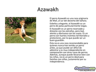 Azawakh
El perro Azawakh es una raza originaria
de Malí, al sur del desierto del Sahara.
Esbelto y elegante, el Azawakh es un
perro de patas particularmente largas.
El Azawakh es un perro reservado y
distante con los extraños, pero leal,
atento y afectuoso con los suyos. Es un
perro con fuertes instintos territoriales y
protectores, por lo que puede ser un
buen guardián.
Ésta no es una raza recomendable para
quienes nunca han tenido un perro
antes, ya que puede ser difícil de
adiestrar y es muy independiente en
comparación con otras razas de perros.
Además, aunque puede llevarse bien con
los niños, no es un perro ideal para
familias con niños, justamente por su
independencia.
 