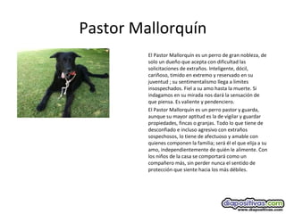 Pastor Mallorquín
El Pastor Mallorquín es un perro de gran nobleza, de
solo un dueño que acepta con dificultad las
solicitaciones de extraños. Inteligente, dócil,
cariñoso, timido en extremo y reservado en su
juventud ; su sentimentalismo llega a limites
insospechados. Fiel a su amo hasta la muerte. Si
indagamos en su mirada nos dará la sensación de
que piensa. Es valiente y pendenciero.
El Pastor Mallorquín es un perro pastor y guarda,
aunque su mayor aptitud es la de vigilar y guardar
propiedades, fincas o granjas. Todo lo que tiene de
desconfiado e incluso agresivo con extraños
sospechosos, lo tiene de afectuoso y amable con
quienes componen la familia; será él el que elija a su
amo, independientemente de quién le alimente. Con
los niños de la casa se comportará como un
compañero más, sin perder nunca el sentido de
protección que siente hacia los más débiles.
 