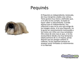 Pequinés
El Pequinés es independiente, testarudo,
de muy mal genio y dado a las rutinas.
Tiene gustos muy claros y definidos que,
si el amo no los cumple, no duda en
hacer saber su descontento. Cuando
dijimos que es independiente, nos
referimos a que no es una raza amiga de
los halagos vacíos. A la raza Pequinés, no
le gusta ser excesivamente manoseada y
los tratos con niños son muy complejos.
Otra clave de esta raza es que, si no los
acostumbran desde una muy temprana
edad (cachorro de 2 a 4 meses), jamás
dejarán que les pongan collares ni
cadenas, no los soportan porque no
aceptan sentir limitados su movimientos
ni su libertad.
 