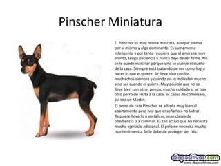 Pinscher Miniatura
El Pinscher es muy buena mascota, aunque piensa
por sí mismo y algo dominante. Es sumamente
inteligente y por tanto requiere que el amo sea muy
atento, tenga paciencia y nunca deje de ser firme. No
se le puede malcriar porque sino se vuelve el dueño
de la casa. Siempre está tratando de ver como logra
hacer lo que el quiere. Se lleva bien con los
muchachos siempre y cuando no lo molesten mucho
a no ser cuando el quiere. Muy posible que no se
lleve bien con otros perros; mucho cuidado si se trae
otro perro de visita a la casa, es capaz de comérselo,
así sea un Mastín.
El perro de raza Pinscher se adapta muy bien al
apartamento pero hay que enseñarlo a no ladrar.
Requiere llevarlo a socializar, sean clases de
obediencia o a caminar. Es tan activo que no necesita
mucho ejercicio adicional. El pelo no necesita mucho
mantenimiento. Se le debe de proteger del frío.
 
