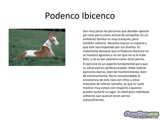 Podenco Ibicenco
Son muy pocas las personas que deciden apostar
por este perro como animal de compañía. En un
ambiente familiar es muy tranquilo, pero
también solitario. Necesita marcar su espacio y
que éste sea respetado por sus dueños. Es
importante destacar que el Podenco Ibicenco no
se muestra agresivo a no ser que no se le trate
bien, y no es tan zalamero como otros perros.
El ejercicio es un aspecto fundamental para que
su salud esté en perfecto estado. Debe realizar
ejercicios diarios, bien de mantenimiento, bien
de entrenamiento. No es recomendable la
convivencia de esta raza con niños u otras
mascotas de inferior tamaño, ya que se suele
mostrar muy celoso con respecto a quienes
pueden quitarle su lugar. Es ideal para individuos
solitarios que quieran tener perros
autosuficientes.
 