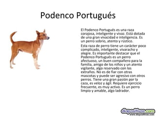 Podenco Portugués
El Podenco Portugués es una raza
corajosa, inteligente y vivaz. Está dotada
de una gran vivacidad e inteligencia. Es
un perro sobrio, atento y rústico.
Esta raza de perro tiene un carácter poco
complicado, inteligente, vivaracho y
alegre. Es importante destacar que el
Podenco Portugués es un perro
afectuoso, un buen compañero para la
familia, amigo de los niños y un atento
vigilante, algo reservado con los
extraños. No es de fiar con otras
mascotas y puede ser agresivo con otros
perros. Tiene una gran pasión por la
caza, es veloz y ágil. Requiere ejercicio
frecuente, es muy activo. Es un perro
limpio y amable, algo ladrador.
 