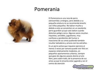 Pomerania
El Pomerania es una raza de perro
extrovertida y enérgica, pero debido a su
pequeña estatura no se recomienda tenerlo
con niños pequeños. No ladran mucho y
debido a esto se convierten en un excelente
perro guardián ya que solo ladran cuando
detectan peligro cerca. Algunas veces resultan
inquietos, sensibles, juguetones, muy
cariñosos y pendientes del humor o
reacciones de sus amos pudiendo también
resultar ladradores y ariscos con los extraños.
Es un perro activo que requiere ejercicio al
menos 3 veces por semana puede vivir feliz en
espacios relativamente modestos, en
pequeños apartamentos urbanos, siempre
que goce de algunos paseos diarios al aire
libre, pero sobre todo, de la presencia de sus
amos ya que le encanta estar jugando y ser el
centro de atención
 