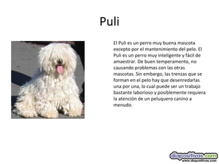 Puli
El Puli es un perro muy buena mascota
excepto por el mantenimiento del pelo. El
Puli es un perro muy inteligente y fácil de
amaestrar. De buen temperamento, no
causando problemas con las otras
mascotas. Sin embargo, las trenzas que se
forman en el pelo hay que desenredarlas
una por una, lo cual puede ser un trabajo
bastante laborioso y posiblemente requiera
la atención de un peluquero canino a
menudo.
 