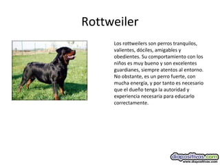 Rottweiler
Los rottweilers son perros tranquilos,
valientes, dóciles, amigables y
obedientes. Su comportamiento con los
niños es muy bueno y son excelentes
guardianes, siempre atentos al entorno.
No obstante, es un perro fuerte, con
mucha energía, y por tanto es necesario
que el dueño tenga la autoridad y
experiencia necesaria para educarlo
correctamente.
 