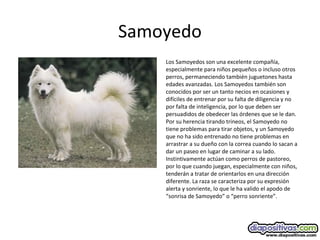 Samoyedo
Los Samoyedos son una excelente compañía,
especialmente para niños pequeños o incluso otros
perros, permaneciendo también juguetones hasta
edades avanzadas. Los Samoyedos también son
conocidos por ser un tanto necios en ocasiones y
difíciles de entrenar por su falta de diligencia y no
por falta de inteligencia, por lo que deben ser
persuadidos de obedecer las órdenes que se le dan.
Por su herencia tirando trineos, el Samoyedo no
tiene problemas para tirar objetos, y un Samoyedo
que no ha sido entrenado no tiene problemas en
arrastrar a su dueño con la correa cuando lo sacan a
dar un paseo en lugar de caminar a su lado.
Instintivamente actúan como perros de pastoreo,
por lo que cuando juegan, especialmente con niños,
tenderán a tratar de orientarlos en una dirección
diferente. La raza se caracteriza por su expresión
alerta y sonriente, lo que le ha valido el apodo de
“sonrisa de Samoyedo” o “perro sonriente”.
 