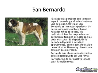 San Bernardo
Para aquellas personas que tienen el
espacio en su hogar donde mantener
uno de estos gigantes, el San
Bernardo es la mascota perfecta. Un
perro sumamente noble y bueno
hacia los niños de la casa, los
maltratos infantiles no pueden ser
permitidos; también es noble con las
otras mascotas. Su disposición le
permite adaptarse a la vida en
apartamento, pero el tamaño es algo
de considerar. Hace muy bien en una
casa con patio cercado.
Recuerde que el consumo de comida
de este perro puede ser una renta.
Por su forma de ser ensaliva toda la
casa. También ronca.
 
