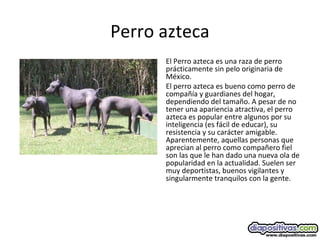 Perro azteca
El Perro azteca es una raza de perro
prácticamente sin pelo originaria de
México.
El perro azteca es bueno como perro de
compañía y guardianes del hogar,
dependiendo del tamaño. A pesar de no
tener una apariencia atractiva, el perro
azteca es popular entre algunos por su
inteligencia (es fácil de educar), su
resistencia y su carácter amigable.
Aparentemente, aquellas personas que
aprecian al perro como compañero fiel
son las que le han dado una nueva ola de
popularidad en la actualidad. Suelen ser
muy deportistas, buenos vigilantes y
singularmente tranquilos con la gente.
 