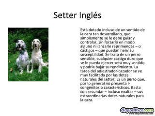 Setter Inglés
Está dotado incluso de un sentido de
la caza tan desarrollado, que
simplemente se le debe guiar y
controlar, sin forzarlo en modo
alguno ni lanzarle reprimendas – o
castigos – que puedan herir su
susceptilidad. Se trata de un perro
sensible, cualquier castigo duro que
se le pueda ejercer será muy sentido
y podria bajar su rendimiento. La
tarea del adiestrador-cazador se ve
muy facilitada por las dotes
naturales del setter. Es un perro que,
por lo general no presenta >
congénitos o característicos. Basta
con secundar – incluso exaltar – sus
estraordinarias dotes naturales para
la caza.
 