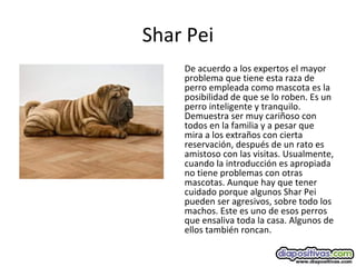 Shar Pei
De acuerdo a los expertos el mayor
problema que tiene esta raza de
perro empleada como mascota es la
posibilidad de que se lo roben. Es un
perro inteligente y tranquilo.
Demuestra ser muy cariñoso con
todos en la familia y a pesar que
mira a los extraños con cierta
reservación, después de un rato es
amistoso con las visitas. Usualmente,
cuando la introducción es apropiada
no tiene problemas con otras
mascotas. Aunque hay que tener
cuidado porque algunos Shar Pei
pueden ser agresivos, sobre todo los
machos. Este es uno de esos perros
que ensaliva toda la casa. Algunos de
ellos también roncan.
 