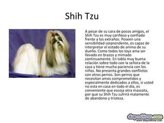 Shih Tzu
A pesar de su cara de pocos amigos, el
Shih Tzu es muy cariñoso y confiado
frente a los extraños. Poseen una
sensibilidad sorprendente, es capaz de
interpretar el estado de animo de su
dueño. Como todos los toys ama ser
llevado en brazos y mimado
continuamente. En tabla muy buena
relación sobre todo con la señora de la
casa y tiene mucha paciencia con los
niños. No presenta grandes conflictos
con otros perros. Son perros que
necesitan amos comprometidos y
especialmente dedicados a ellos, si usted
no esta en casa en todo el día, es
conveniente que escoja otra mascota,
por que su Shih Tzu sufrirá malamente
de abandono y tristeza.
 