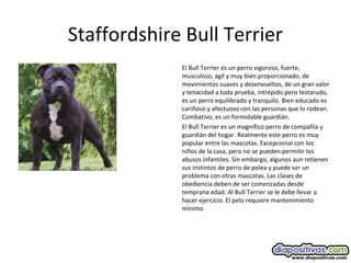 Staffordshire Bull Terrier
El Bull Terrier es un perro vigoroso, fuerte,
musculoso, ágil y muy bien proporcionado, de
movimientos suaves y desenvueltos, de un gran valor
y tenacidad a toda prueba, intrépido pero testarudo,
es un perro equilibrado y tranquilo. Bien educado es
cariñoso y afectuoso con las personas que lo rodean.
Combativo, es un formidable guardián.
El Bull Terrier es un magnífico perro de compañía y
guardián del hogar. Realmente este perro es muy
popular entre las mascotas. Excepcional con los
niños de la casa, pero no se pueden permitir los
abusos infantiles. Sin embargo, algunos aun retienen
sus instintos de perro de pelea y puede ser un
problema con otras mascotas. Las clases de
obediencia deben de ser comenzadas desde
temprana edad. Al Bull Terrier se le debe llevar a
hacer ejercicio. El pelo requiere mantenimiento
mínimo.
 