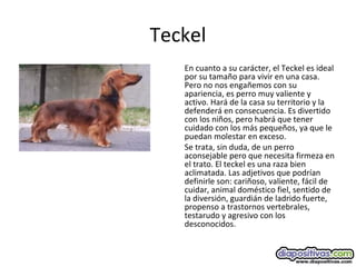 Teckel
En cuanto a su carácter, el Teckel es ideal
por su tamaño para vivir en una casa.
Pero no nos engañemos con su
apariencia, es perro muy valiente y
activo. Hará de la casa su territorio y la
defenderá en consecuencia. Es divertido
con los niños, pero habrá que tener
cuidado con los más pequeños, ya que le
puedan molestar en exceso.
Se trata, sin duda, de un perro
aconsejable pero que necesita firmeza en
el trato. El teckel es una raza bien
aclimatada. Las adjetivos que podrían
definirle son: cariñoso, valiente, fácil de
cuidar, animal doméstico fiel, sentido de
la diversión, guardián de ladrido fuerte,
propenso a trastornos vertebrales,
testarudo y agresivo con los
desconocidos.
 