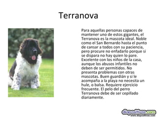 Terranova
Para aquellas personas capaces de
mantener uno de estos gigantes, el
Terranova es la mascota ideal. Noble
como el San Bernardo hasta el punto
de cansar a todos con su paciencia,
pero procure no enfadarlo porque si
se dispara no hay quien lo pare.
Excelente con los niños de la casa,
aunque los abusos infantiles no
deben de ser permitidos. No
presenta problemas con otras
mascotas. Buen guardián y si le
acompaña a la playa no necesita un
hule, o balsa. Requiere ejercicio
frecuente. El pelo del perro
Terranova debe de ser cepillado
diariamente.
 