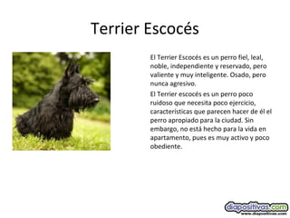 Terrier Escocés
El Terrier Escocés es un perro fiel, leal,
noble, independiente y reservado, pero
valiente y muy inteligente. Osado, pero
nunca agresivo.
El Terrier escocés es un perro poco
ruidoso que necesita poco ejercicio,
características que parecen hacer de él el
perro apropiado para la ciudad. Sin
embargo, no está hecho para la vida en
apartamento, pues es muy activo y poco
obediente.
 