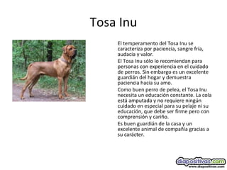 Tosa Inu
El temperamento del Tosa Inu se
caracteriza por paciencia, sangre fría,
audacia y valor.
El Tosa Inu sólo lo recomiendan para
personas con experiencia en el cuidado
de perros. Sin embargo es un excelente
guardián del hogar y demuestra
paciencia hacia su amo.
Como buen perro de pelea, el Tosa Inu
necesita un educación constante. La cola
está amputada y no requiere ningún
cuidado en especial para su pelaje ni su
educación, que debe ser firme pero con
comprensión y cariño.
Es buen guardián de la casa y un
excelente animal de compañía gracias a
su carácter.
 