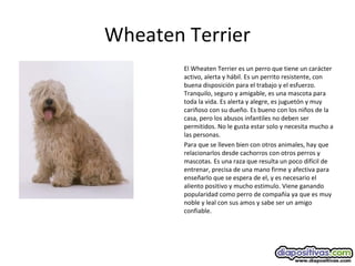 Wheaten Terrier
El Wheaten Terrier es un perro que tiene un carácter
activo, alerta y hábil. Es un perrito resistente, con
buena disposición para el trabajo y el esfuerzo.
Tranquilo, seguro y amigable, es una mascota para
toda la vida. Es alerta y alegre, es juguetón y muy
cariñoso con su dueño. Es bueno con los niños de la
casa, pero los abusos infantiles no deben ser
permitidos. No le gusta estar solo y necesita mucho a
las personas.
Para que se lleven bien con otros animales, hay que
relacionarlos desde cachorros con otros perros y
mascotas. Es una raza que resulta un poco difícil de
entrenar, precisa de una mano firme y afectiva para
enseñarlo que se espera de el, y es necesario el
aliento positivo y mucho estimulo. Viene ganando
popularidad como perro de compañía ya que es muy
noble y leal con sus amos y sabe ser un amigo
confiable.
 