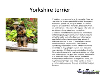 Yorkshire terrier
El Yorkshire es el perro perfecto de compañía. Posee las
características de valor y tenacidad propias de un perro
mucho más grande, con una gran ventaja, su tamaño
pequeño le hace ser muy manejable. Saben comunicar
sus sentimientos e intenciones. No le gusta estar solo, así
que es conveniente regalarle un compañero.
El Yorkshire Terrier tiene muy potenciado el instinto de
protección positivo para estimular en los humanos una
actitud favorable hacia ellos. Es un perro de una gran
vivacidad e inteligencia que puede llegar a intuir el
estado de ánimo de su amo. Es muy fiel pero tiene un
temperamento un tanto brioso, y suele tornarse
caprichoso y desobediente cuando está excesivamente
consentido. Es muy apto para vivir en pisos o casas no
muy espaciosas debido a su poca necesidad de ejercicio
físico. Además, suele tener muy buena relación con niños
y personas mayores. Sería un buen guardián si su tamaño
se lo permitiese. Algún tipo de “Yorkie” suele tener
mucho miedo cuando conoce a una persona nueva, son
muy tímidos al principio pero al rato pierden el miedo y
se vuelven pasivos,aunque depende también del caracter
del perro
 