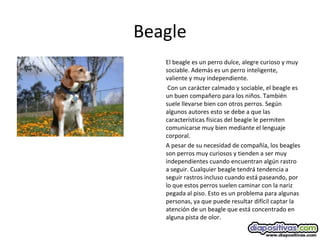 Beagle
El beagle es un perro dulce, alegre curioso y muy
sociable. Además es un perro inteligente,
valiente y muy independiente.
Con un carácter calmado y sociable, el beagle es
un buen compañero para los niños. También
suele llevarse bien con otros perros. Según
algunos autores esto se debe a que las
características físicas del beagle le permiten
comunicarse muy bien mediante el lenguaje
corporal.
A pesar de su necesidad de compañía, los beagles
son perros muy curiosos y tienden a ser muy
independientes cuando encuentran algún rastro
a seguir. Cualquier beagle tendrá tendencia a
seguir rastros incluso cuando está paseando, por
lo que estos perros suelen caminar con la nariz
pegada al piso. Esto es un problema para algunas
personas, ya que puede resultar difícil captar la
atención de un beagle que está concentrado en
alguna pista de olor.
 