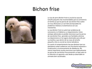 Bichon frise
La raza de perro Bichón Frisé es una de las razas de
tamaño pequeño más recomendables para la convivencia
en familia ya que los perros de raza bichon frise suelen
ser muy afectuosos y si son bien jerarquizados los
problemas relativos a la dominancia son casi
inexistentes.
La raza Bichón Frisé no suele traer problemas de
convivencia si el hábitat es un departamento. Como
ventajas adicionales es posible mencionar que los perros
de raza bichon frise aprenden con facilidad a eliminar
sus deposiciones en los lugares destinados para ello por
sus dueños y que dentro de las razas de tamaño
pequeño, ésta es una de las menos ladradoras
En cuanto al comportamiento hay que destacar que sus
ejemplares suelen evidenciar una muy buena respuesta a
la educación y al entrenamiento de obediencia. No
menos importante resulta mencionar que habitualmente
los perros de raza bichon frise presentan un bajo valor en
lo referente a la agresión; esto desde ya observable en
animales bien socializados.
 