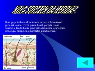Gure gorputzeko azalean izerdia jariatzen duten izerdi guruinak daude. Izerdi guruin hauek gorputz osoan banaturik daude, baina gune batzuetan askoz ugariagoak dira, esku, besape eta oinazpietan esatebaterako. NOLA SORTZEN DA IZERDIA?. 