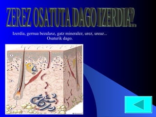 Izerdia, gernua bezalaxe, gatz mineralez, urez, ureaz... Osaturik dago. ZEREZ OSATUTA DAGO IZERDIA?. 