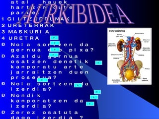 Iraizketan honako atal  hauek hartzen dute parte: 1 GILTZURRUNAK 2 URETERRAK 3 MASKURIA 4 URETRA Nola sortzen da gernua edo pixa? Azaldu gernua  osatzen denetik kanporatu arte jarraitzen duen prosesua? Nola sortzen da izerdia?  Nondik kanporatzen da izerdia?  Zerez osatuta dago izerdia ?  Zein da izerdiaren funtzioa? AURKIBIDEA 