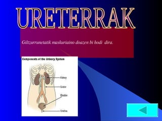 Giltzurrunetatik maskuriaino doazen bi hodi  dira. URETERRAK 
