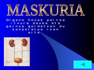 Organo honek poltsa itxura dauka eta gernua gordetzen du kanporatua izan arte . MASKURIA 