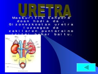 Maskuritik kanpora doan hodia da . Gizonezkoetan uretra luzeagoa da zakilaren puntaraino iritsi behar baitu . URETRA 