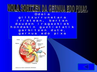 Odola giltzurrunetara iristean, bertan dauden iragazkiek hondakin guztietatik garbitzen dute, gernua edo pixa osatuz. . NOLA SORTZEN DA GERNUA EDO PIXA?. 