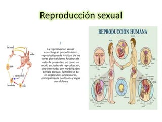 Reproducción sexual
La reproducción sexual
constituye el procedimiento
reproductivo más habitual de los
seres pluricelulares. Muchos de
estos la presentan, no como un
modo exclusivo de reproducción,
sino alternado, con modalidades
de tipo asexual. También se da
en organismos unicelulares,
principalmente protozoos y algas
unicelulares