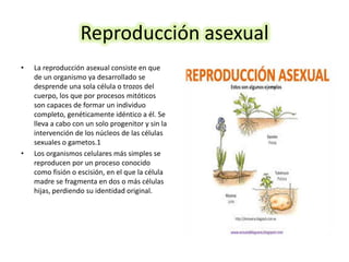 Reproducción asexual
• La reproducción asexual consiste en que
de un organismo ya desarrollado se
desprende una sola célula o trozos del
cuerpo, los que por procesos mitóticos
son capaces de formar un individuo
completo, genéticamente idéntico a él. Se
lleva a cabo con un solo progenitor y sin la
intervención de los núcleos de las células
sexuales o gametos.1
• Los organismos celulares más simples se
reproducen por un proceso conocido
como fisión o escisión, en el que la célula
madre se fragmenta en dos o más células
hijas, perdiendo su identidad original.
