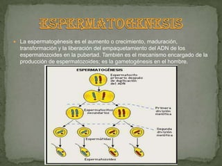  La espermatogénesis es el aumento o crecimiento, maduración,
  transformación y la liberación del empaquetamiento del ADN de los
  espermatozoides en la pubertad. También es el mecanismo encargado de la
  producción de espermatozoides; es la gametogénesis en el hombre.
 