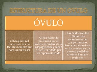 ÓVULO
                                                 Los óvulos son las
                                                     células más
                            Célula haploide
                                                  voluminosas del
   Célula germinal         producida por el
                                                  cuerpo humano,
  femenina, con los     ovario portadora de la
                                               formadas por meiosis
factores hereditarios   carga genética y capaz
                                                en los ovarios, en un
  para un nuevo ser      de ser fecundado por
                                                 proceso periódico
                          un espermatozoide
                                                 también llamado
                                                      ovulación
 