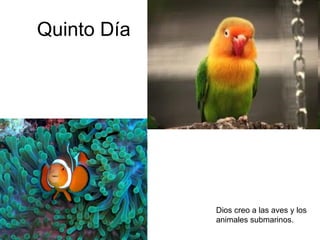Quinto Día Dios creo a las aves y los animales submarinos. 
