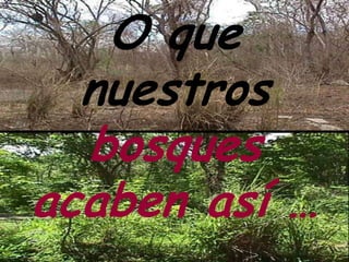 O que
  nuestros
  bosques
acaben así …
 